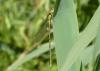 Chalcolestes viridis